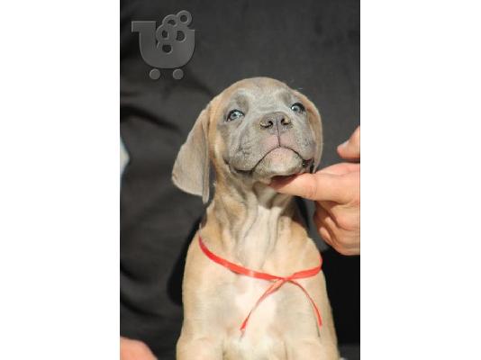 Κουτάβια Cane Corso